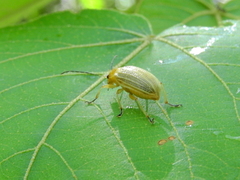 Metaxyonycha granulata