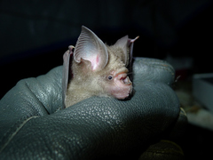 Hipposideros abae