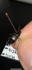 Harpalus gravis