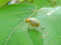 Metaxyonycha granulata