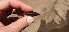 Hyridella australis