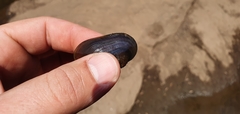 Hyridella australis