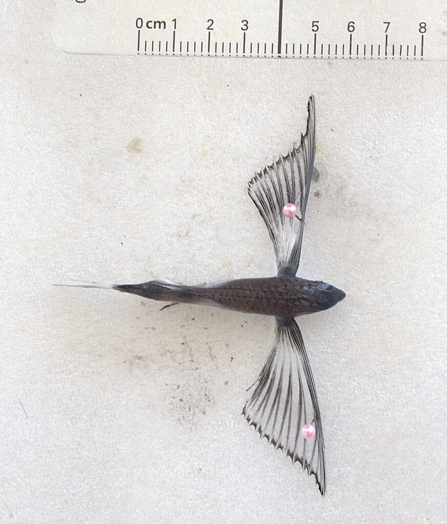 Barbel flyingfish (Exocoetus monocirrhus) — Exocoetidae
