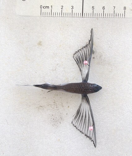 Barbel flyingfish (Exocoetus monocirrhus) — Exocoetidae