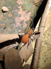 Heteroptera