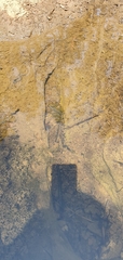 Hyridella australis