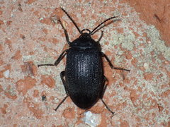 Penthe pimelia