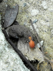 Heteroptera