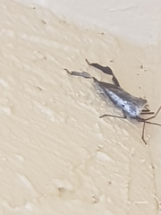 Acanthocephala declivis