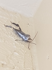 Acanthocephala declivis