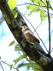 Troglodytes aedon