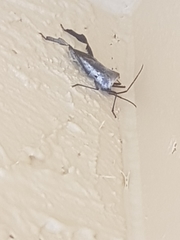 Acanthocephala declivis