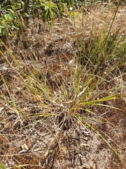 Austrostipa flavescens