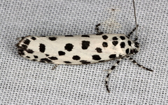 Ethmia clytodoxa