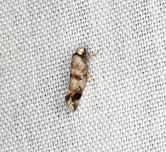Bathrosterra calotropha