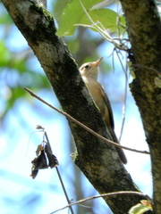 Troglodytes aedon