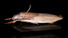 Pilostibes basivitta