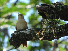 Troglodytes aedon
