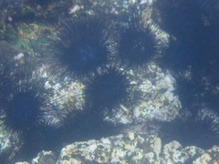 Centrostephanus coronatus