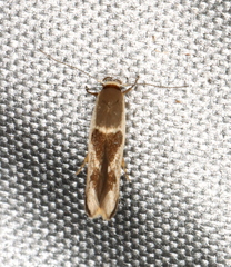 Stathmopoda megathyma