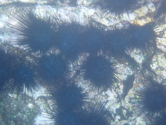 Centrostephanus coronatus