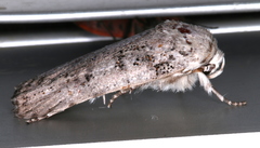 Cryptophasa irrorata