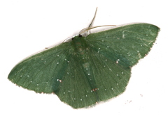 Prasinocyma iosticta