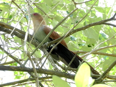 Piaya cayana