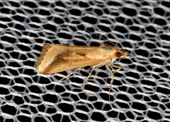 Achyra massalis