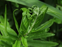 Pityrogramma trifoliata