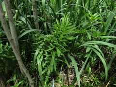 Pityrogramma trifoliata