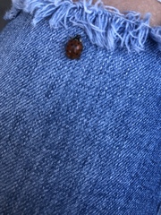 Harmonia axyridis