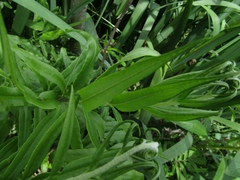 Pityrogramma trifoliata