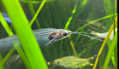 Ghost fish (Kryptopterus bicirrhis) — Siluridae — 4