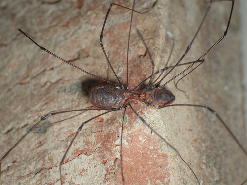 Banded harvestman