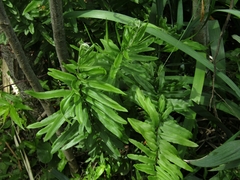 Pityrogramma trifoliata