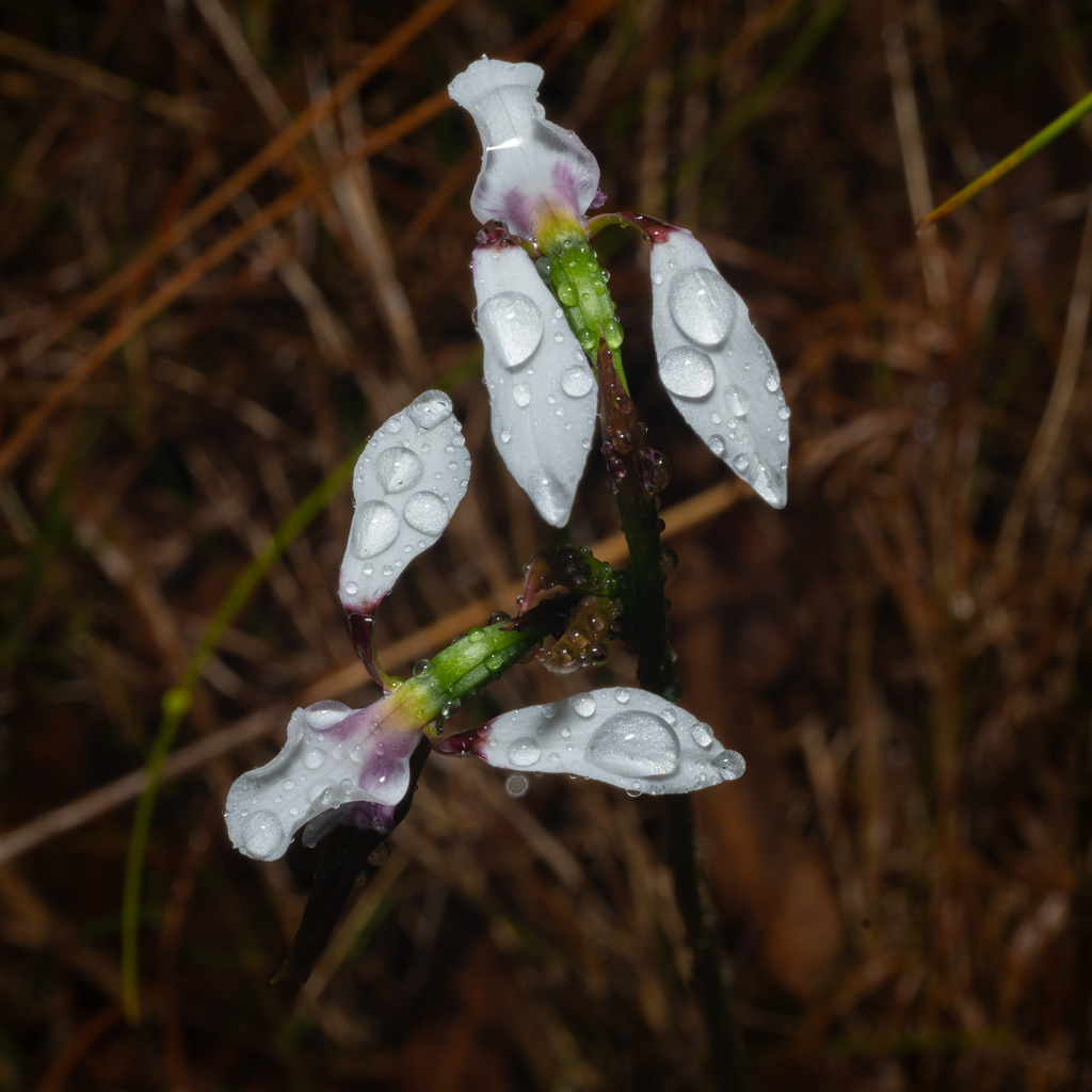Diuris alba