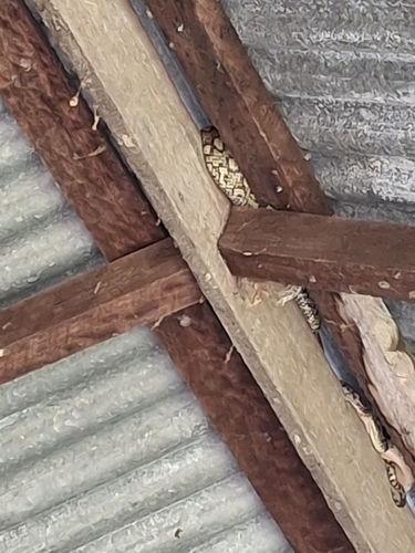 Coastal Carpet Python sighting