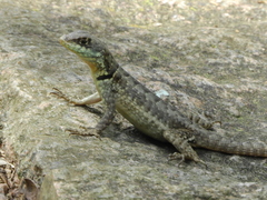 Tropidurus torquatus