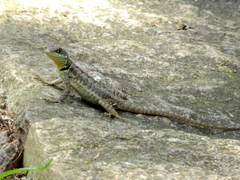 Tropidurus torquatus