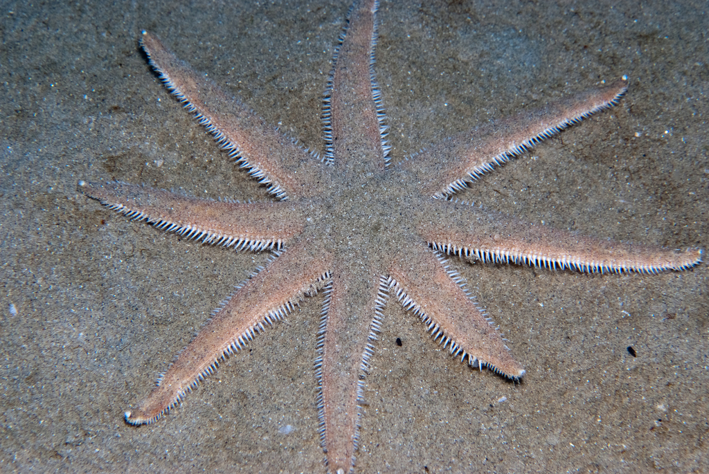 Luidia avicularia