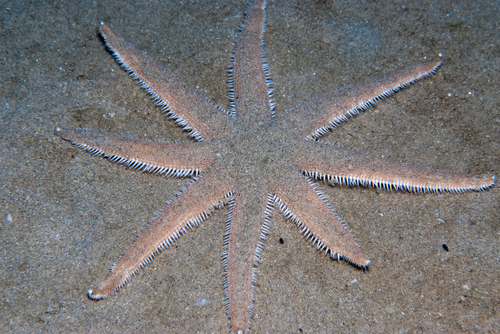 Luidia avicularia