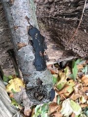 Biscogniauxia mediterranea