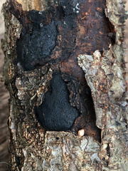 Biscogniauxia mediterranea