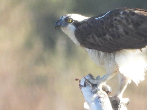 Avistamiento Águila pescadora (Marismas Tinto-Odiel)