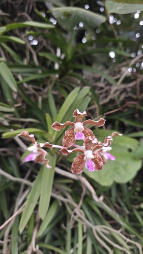 Checkered Vanda (Vanda tessellata)