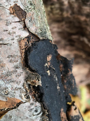 Biscogniauxia mediterranea