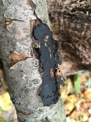 Biscogniauxia mediterranea