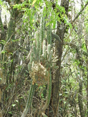 Praecereus euchlorus