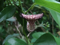 Aristolochia triangularis